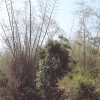 DSC00980.JPG