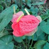 DSC00519.JPG