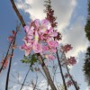 DSC00811.JPG