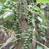 DSC02584.JPG